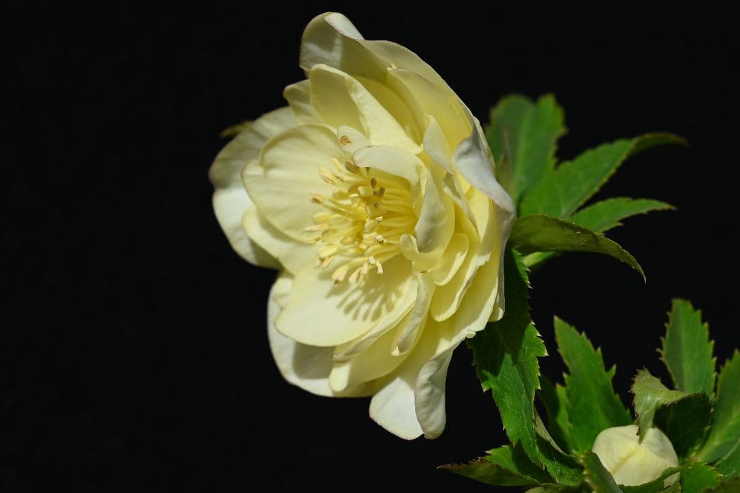 クリスマスローズ　最新花！認定かぐや姫　加藤農園