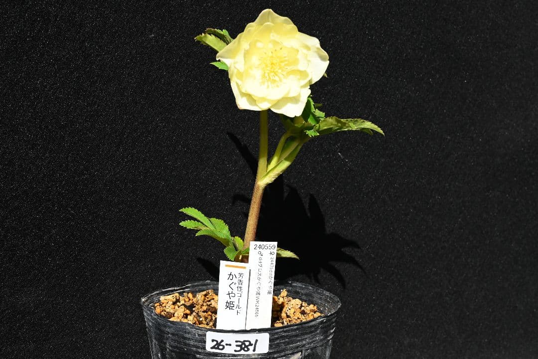 クリスマスローズ　最新花！認定かぐや姫　加藤農園