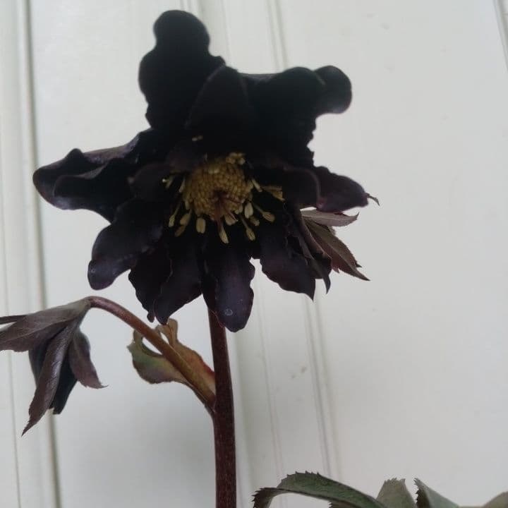 広瀬園芸。ブラックマジック。黒色の多弁花のクリスマスローズ。 NO36