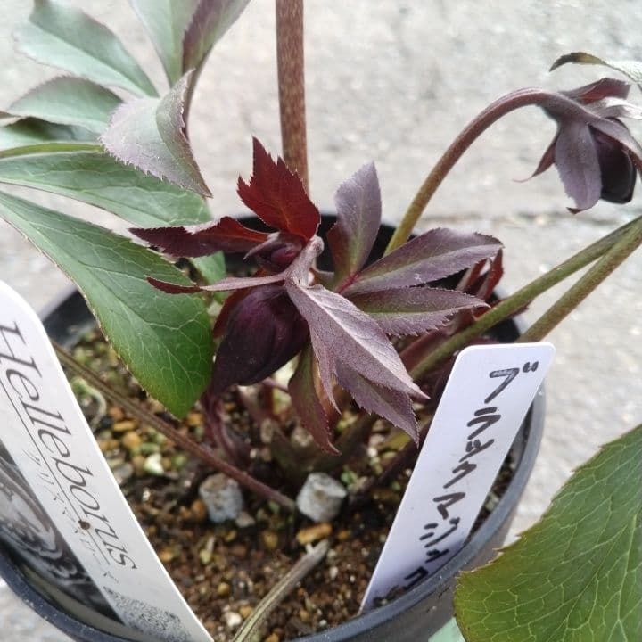 広瀬園芸。ブラックマジック。黒色の多弁花のクリスマスローズ。 NO36