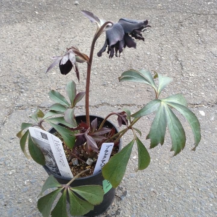 広瀬園芸。ブラックマジック。黒色の多弁花のクリスマスローズ。 NO36