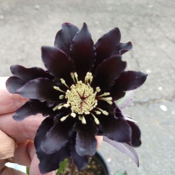 広瀬園芸。ブラックマジック。黒色の多弁花のクリスマスローズ。 NO36