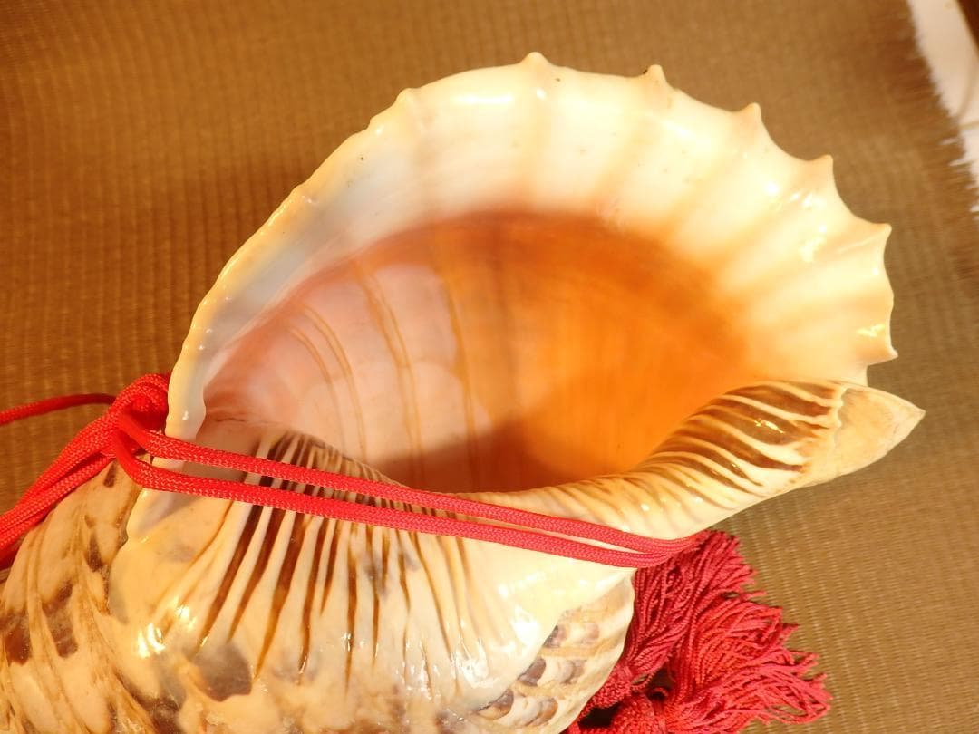 法螺貝 約39㎝ 木製歌口,赤紐付　新品　 MH-430