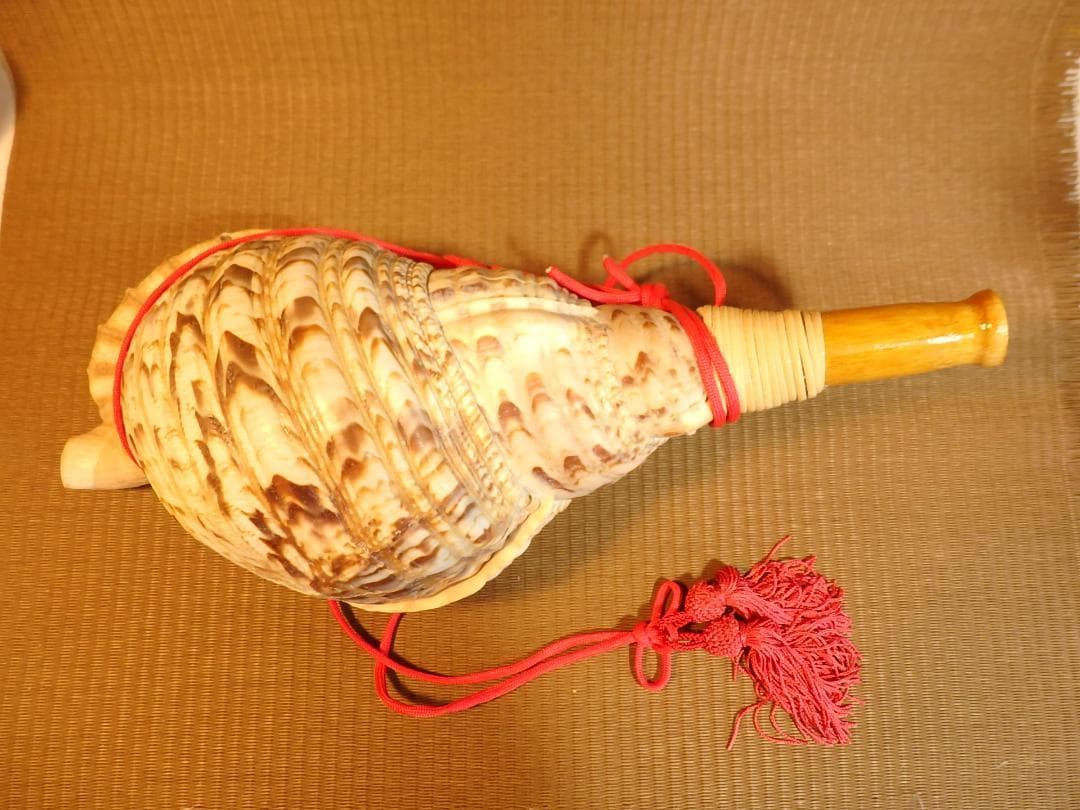 法螺貝 約39㎝ 木製歌口,赤紐付　新品　 MH-430