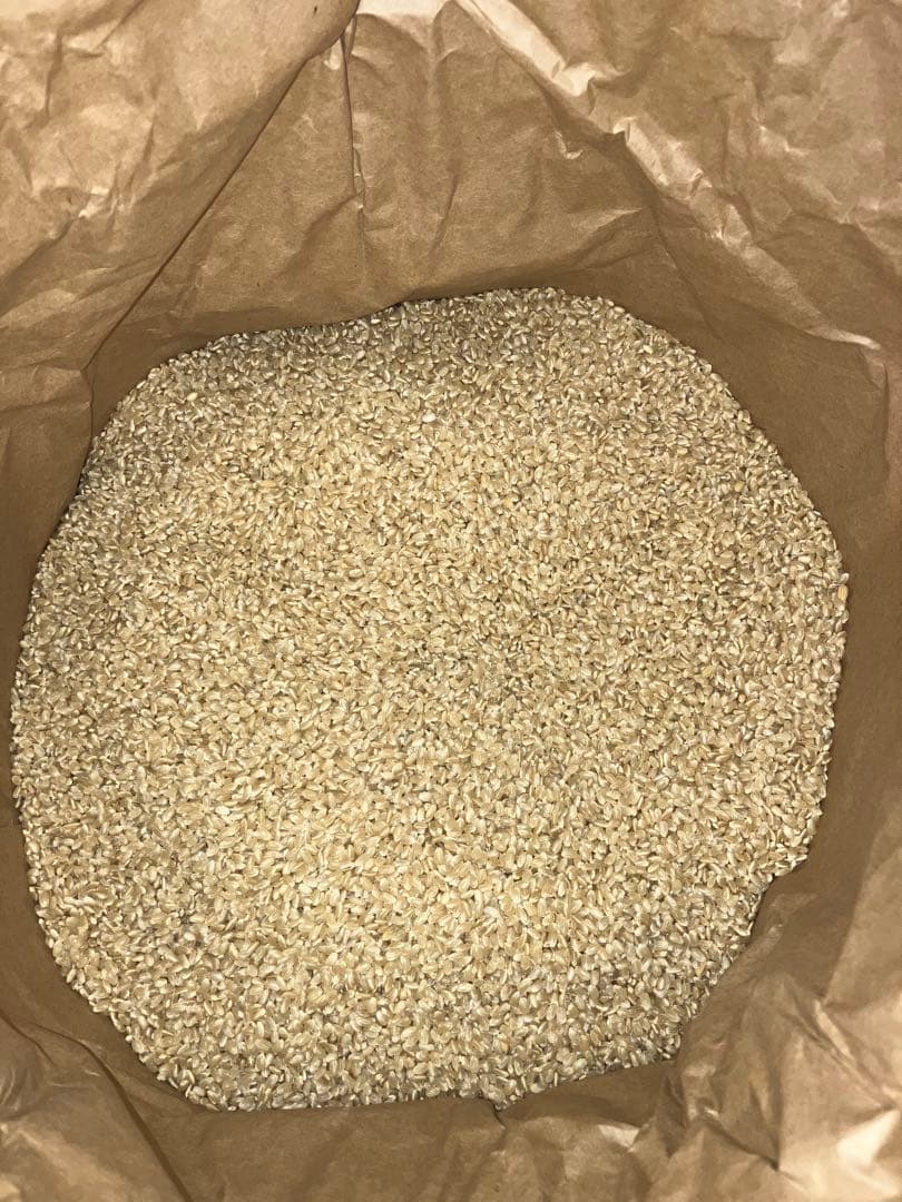 農家直送　10キロ　玄米　令和7年産コシヒカリ　福島県産②