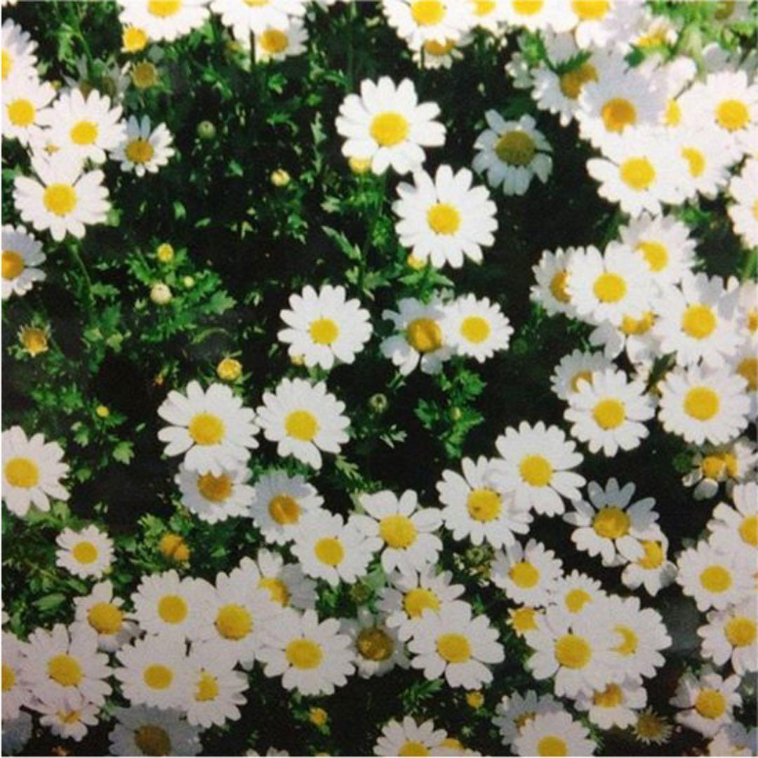 ナチュラクラシカ(告知)