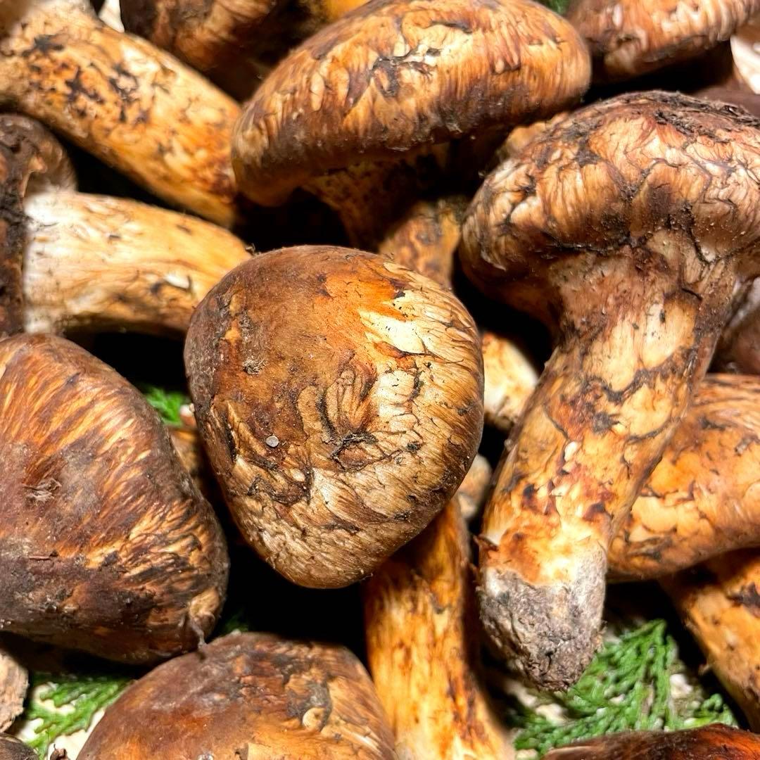 松茸　国産　山梨県　1kgセット