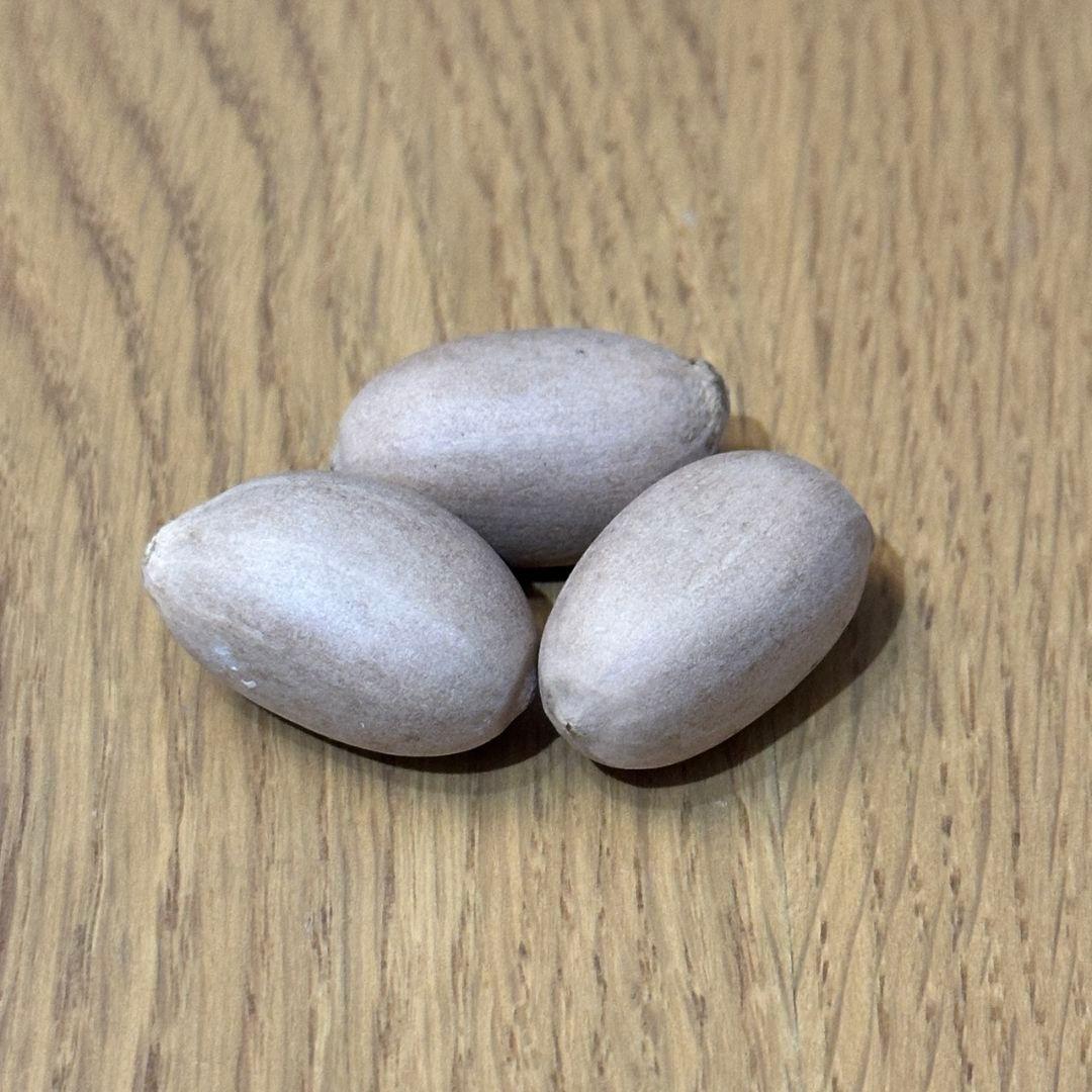 正規輸入種子1粒 エンセファラルトス ヒルスタス