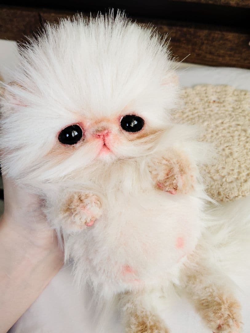 お腹ぽっこり♡フォックスタッチ♡子猫のリリーちゃん♡アートドール♡ぬいぐるみ♡