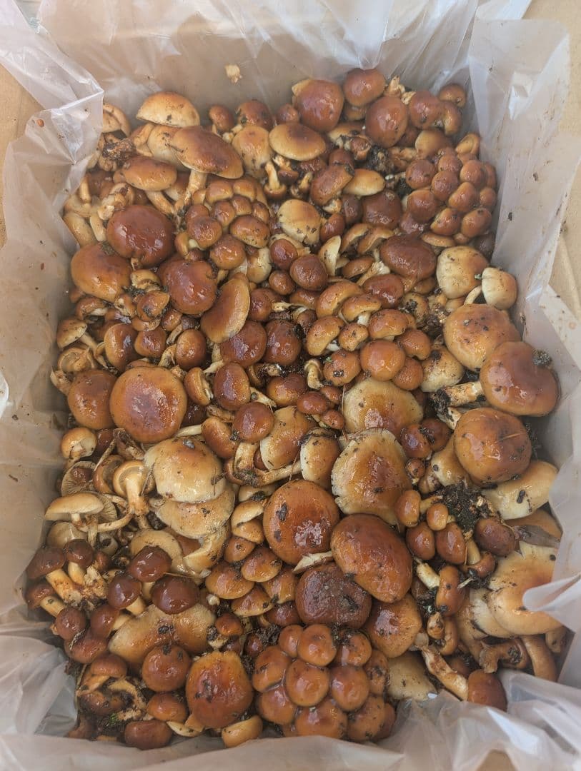 11/22採れ天然なめこ5キロ