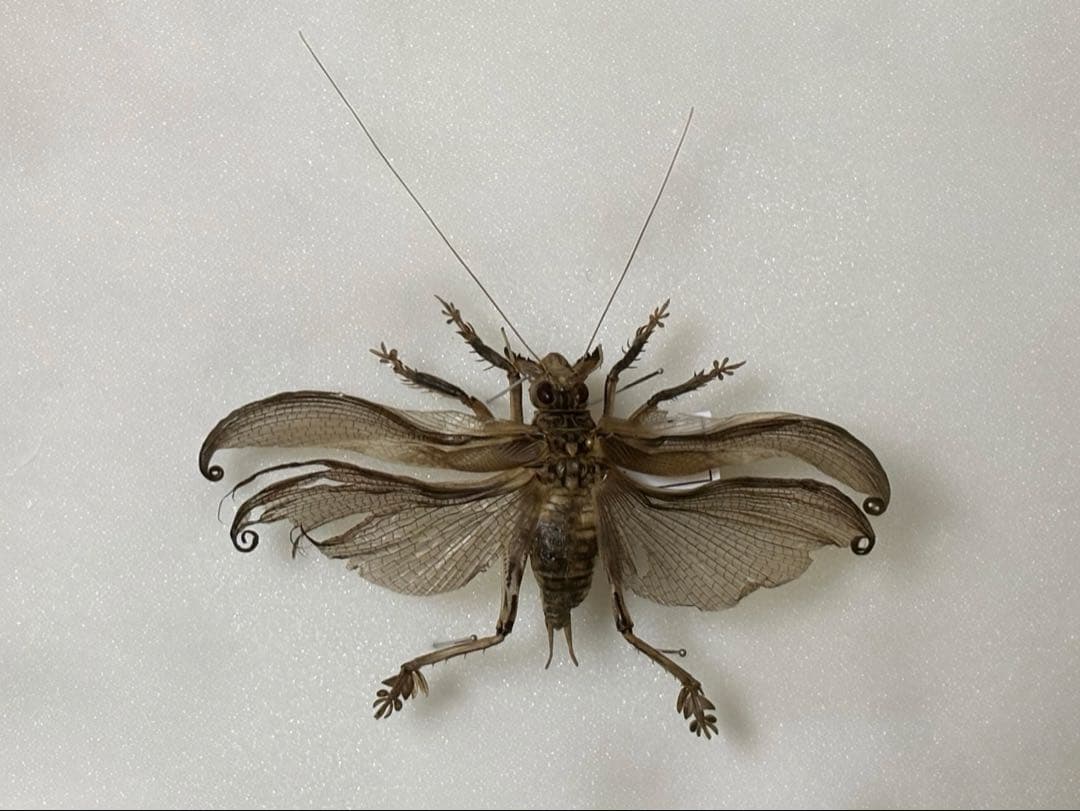 マキバネコロギス　標本