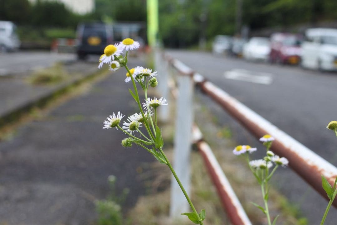 Nikon 1 J5 ミラーレスカメラ ダブルレンズキット