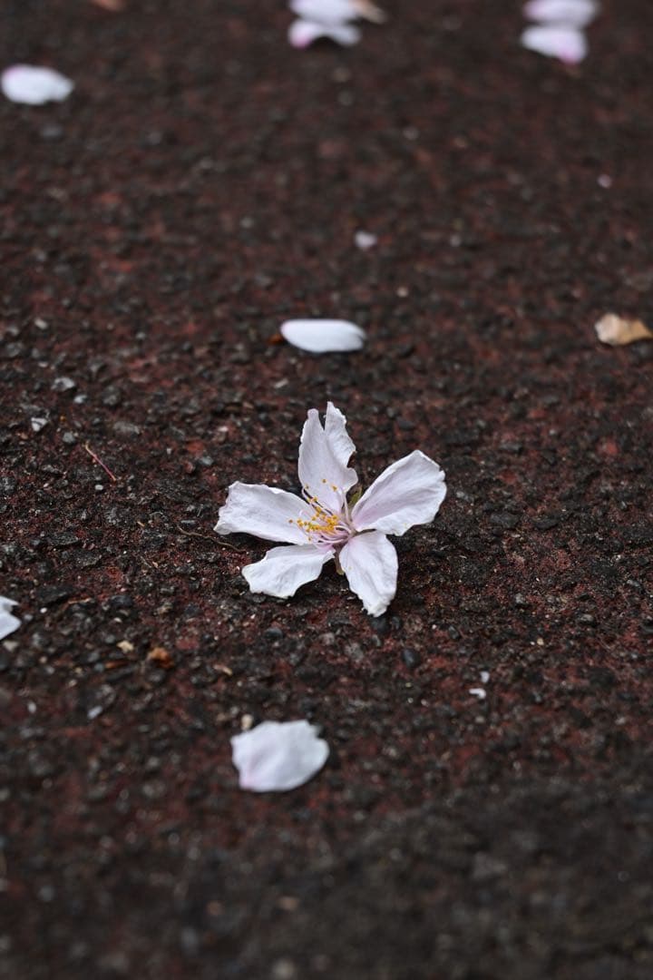 Nikon Z fc 16-50 レンズキット