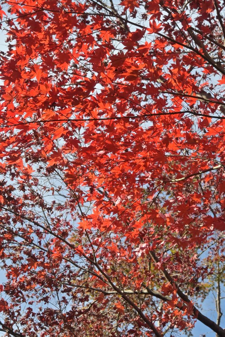 Nikon Z fc 16-50 レンズキット