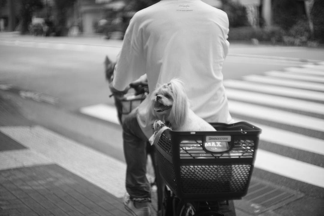 Leitz Summarit 50mm f1.5 銘玉ズミルックス直前の祖先