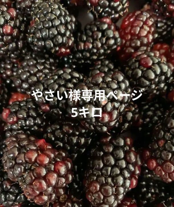 冷凍ブラックベリー5キロ