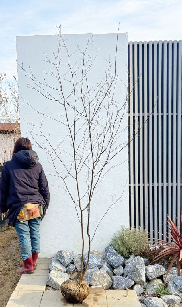 美形。山採りクロモジ2.6M(鉢底から)