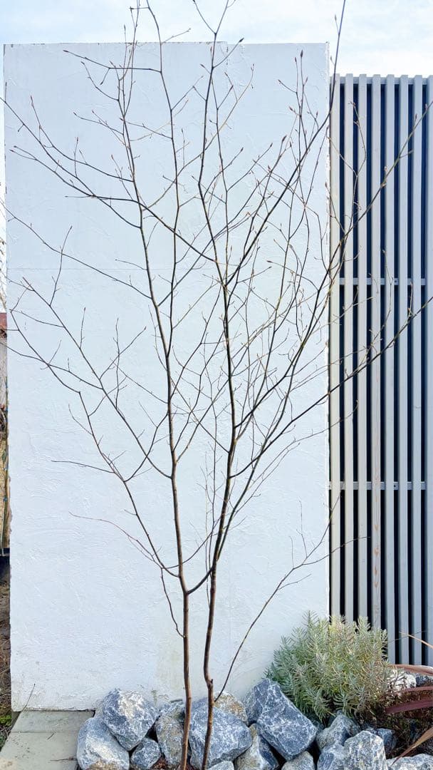 美形。山採りクロモジ2.6M(鉢底から)