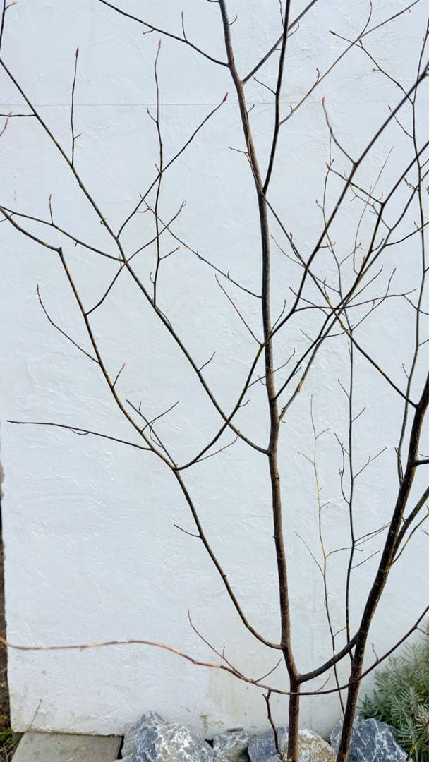 美形。山採りクロモジ2.6M(鉢底から)