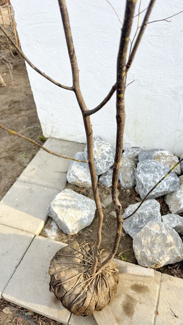 美形。山採りクロモジ2.6M(鉢底から)