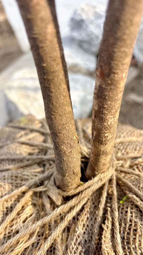 美形。山採りクロモジ2.6M(鉢底から)