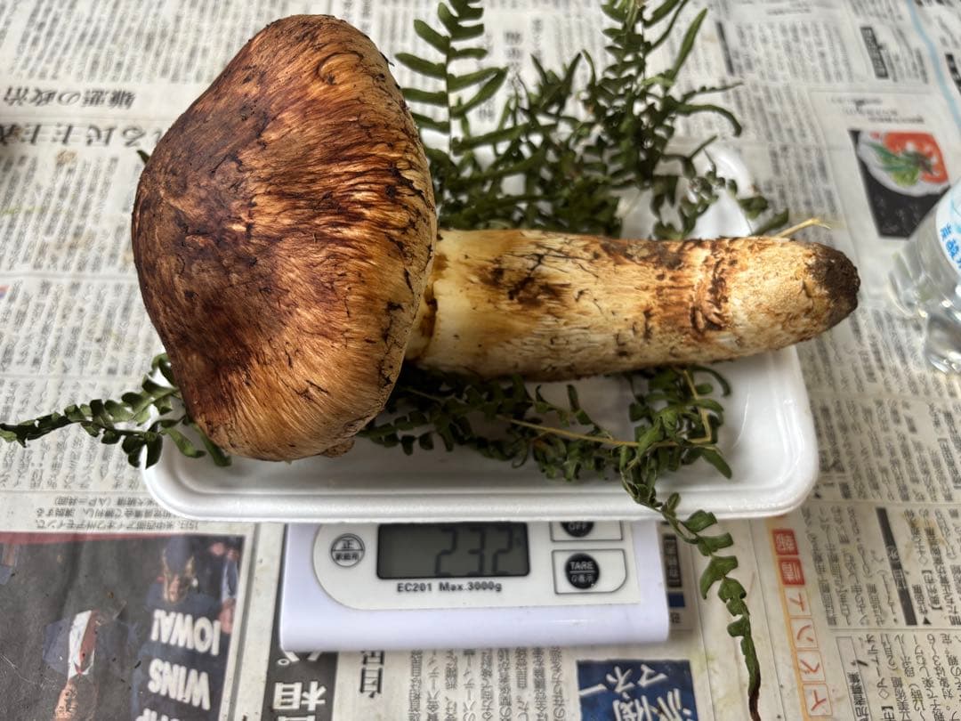 岩手県産　国産　松茸　【本日発送】