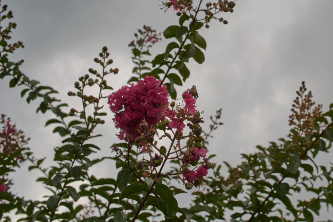 光学⚪︎ MINOLTA MC W ROKKOR-HH 35mm F1.8