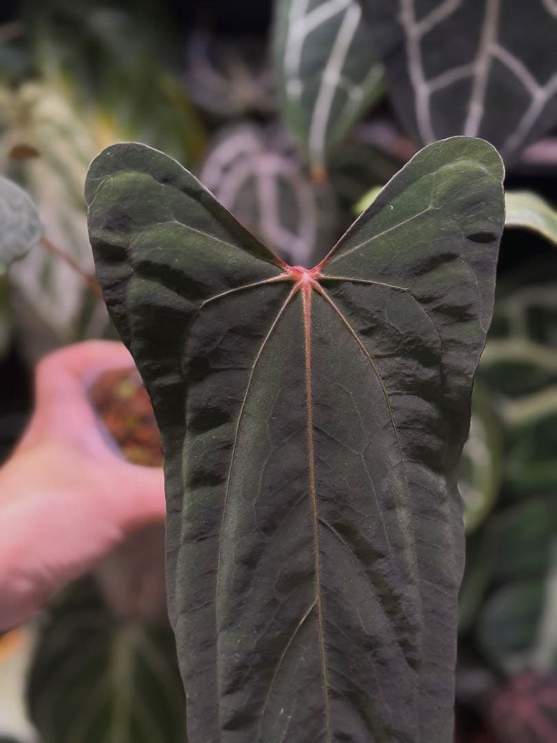 ジ*人様 Anthurium RL（JV）x “Subsignatum x FS