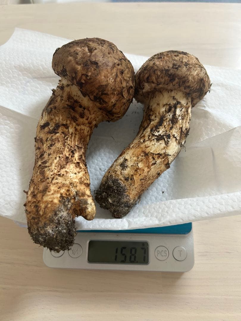 新鮮 松茸 158.7g 岩手県産