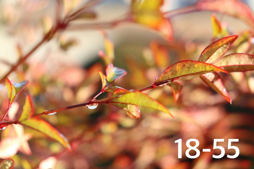 WiFi&Bluetooth】Canon EOS Kiss x9i ダブルレンズ