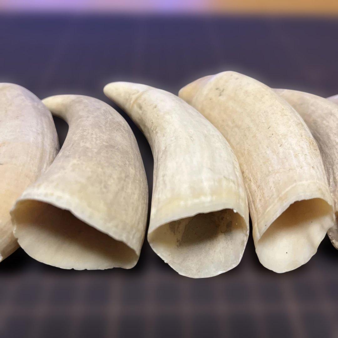 鯨歯　マッコウクジラ