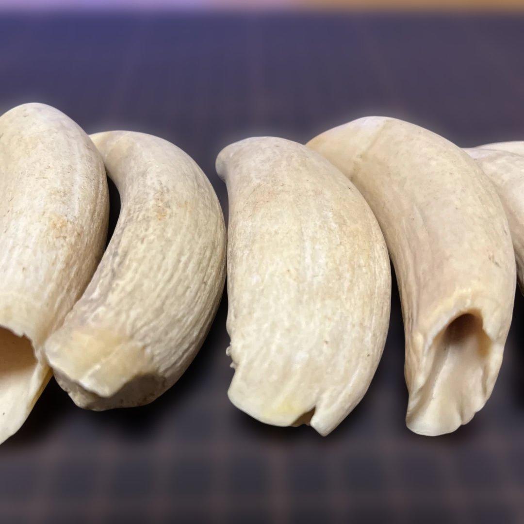 鯨歯　マッコウクジラ