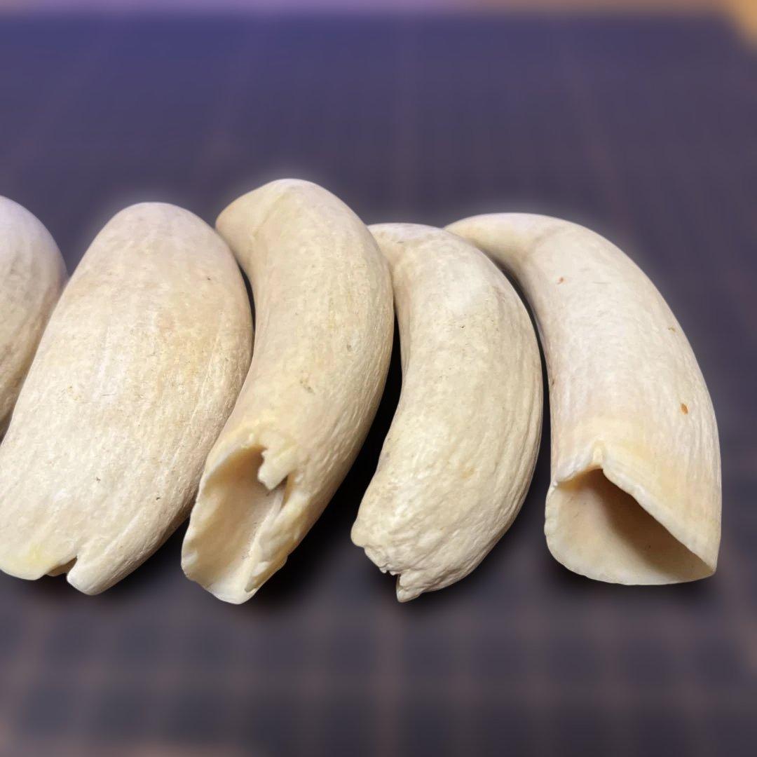 鯨歯　マッコウクジラ