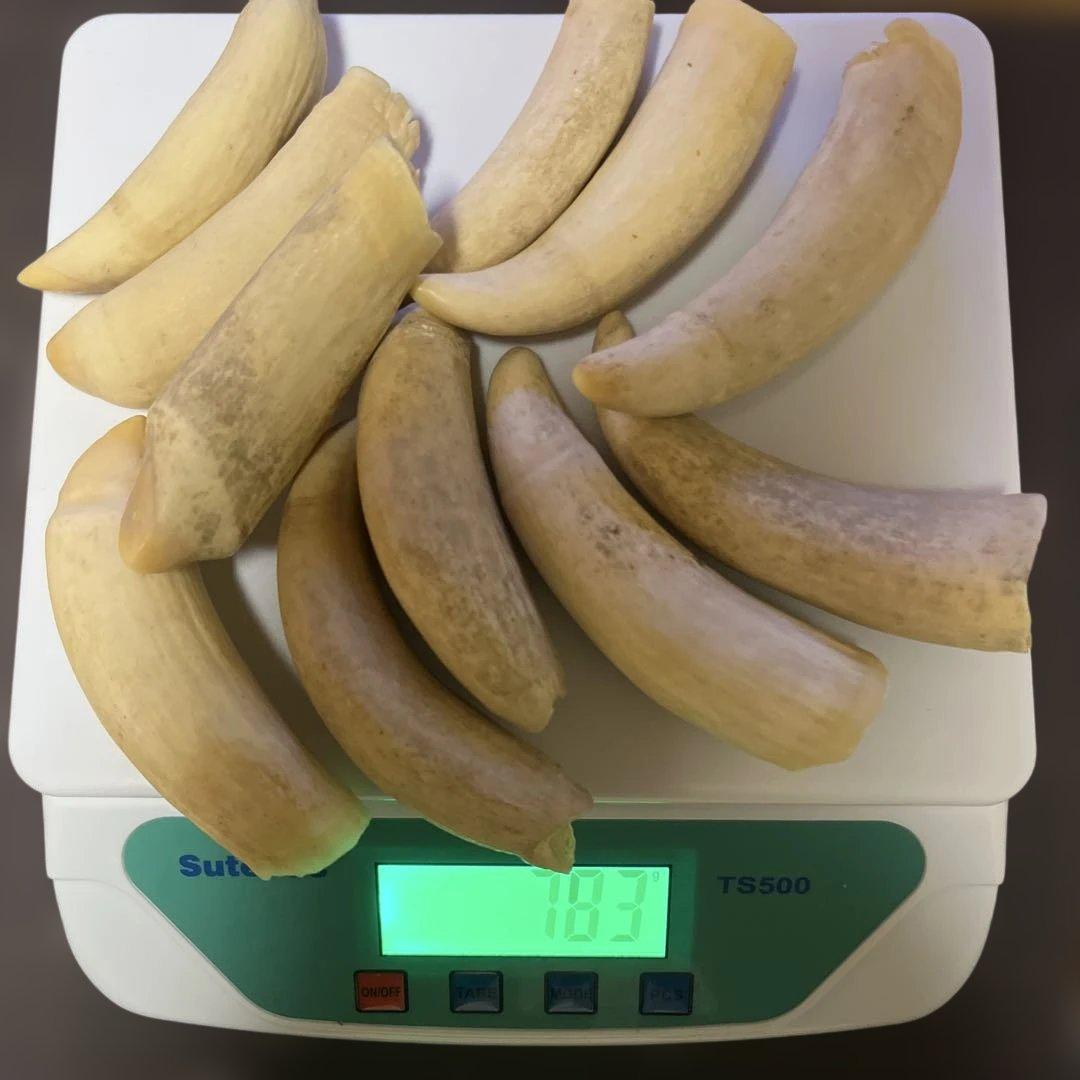 鯨歯　マッコウクジラ