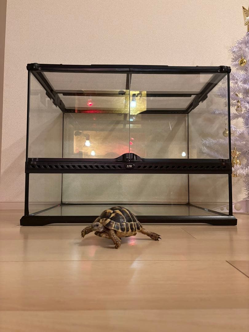 中型透明ガラス飼育ケージ