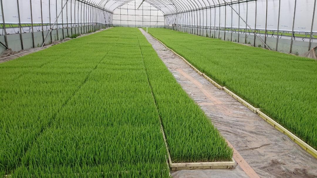 キヌヒカリ ２０キロ 精米済み 白米 お米