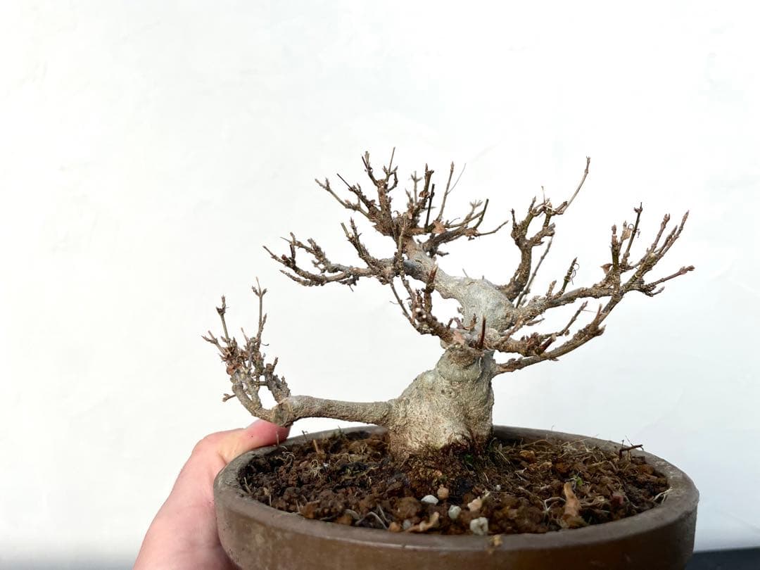 三河盆栽　カエデ　楓　小品素材　小品盆栽　変わり木