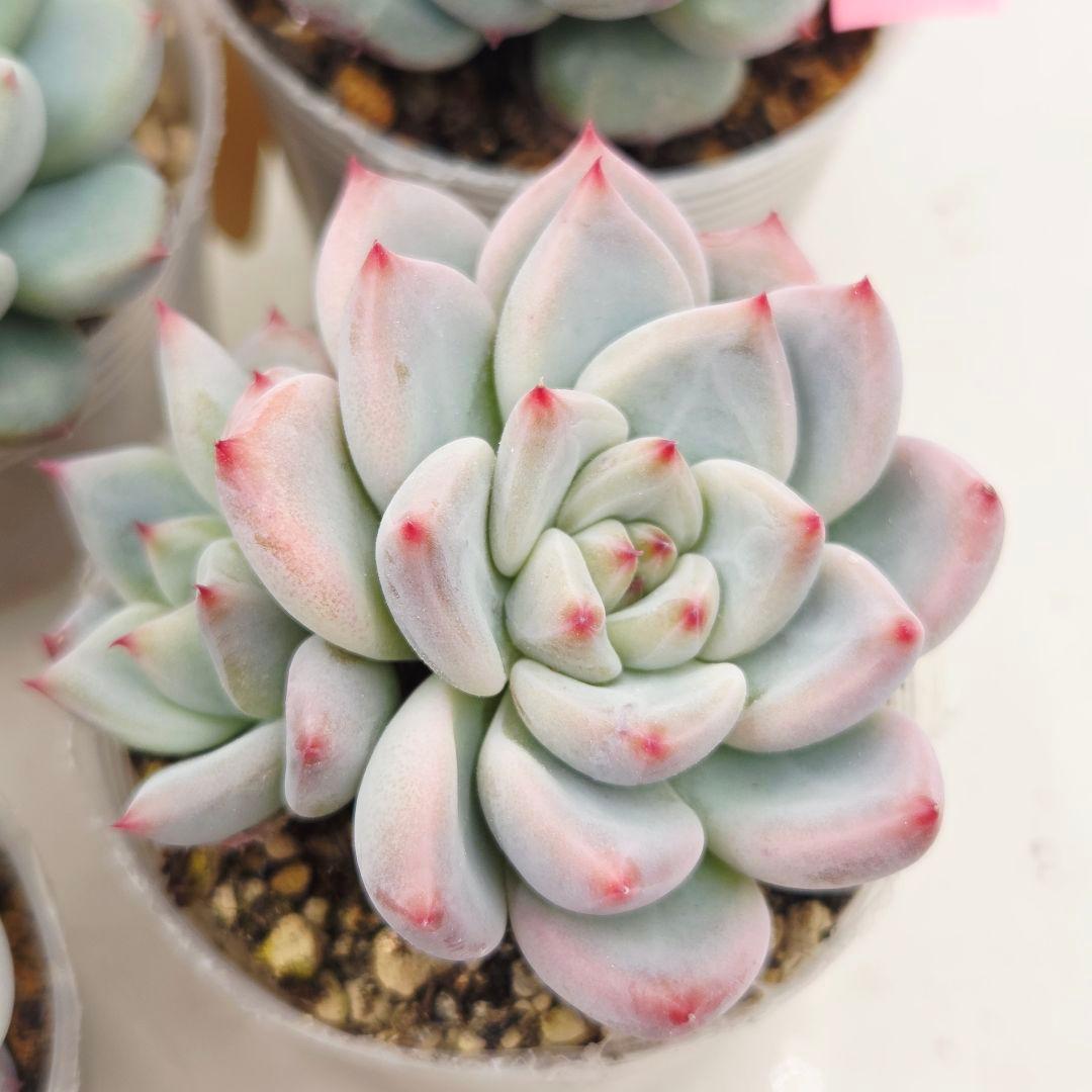 プーさん様 ミソップさん 4苗