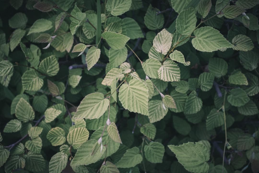 赤エルマー！Red Scale Elmar 50mm F3.5 オールドレンズ