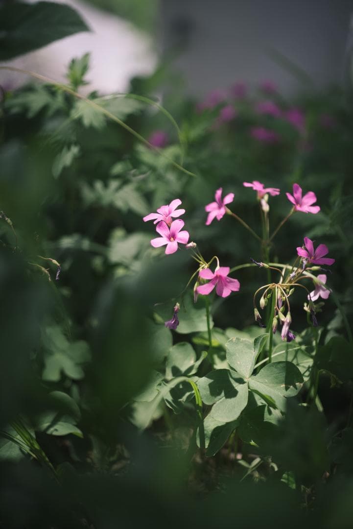 赤エルマー！Red Scale Elmar 50mm F3.5 オールドレンズ