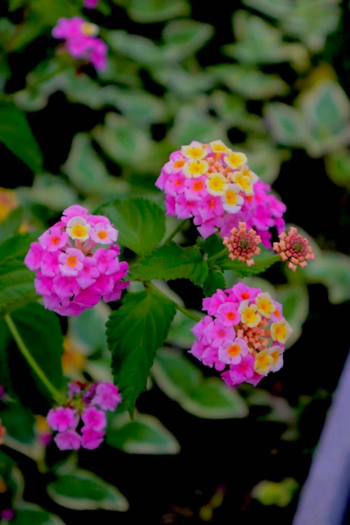 Canon EOS Kiss M ミラーレスカメラ ホワイト