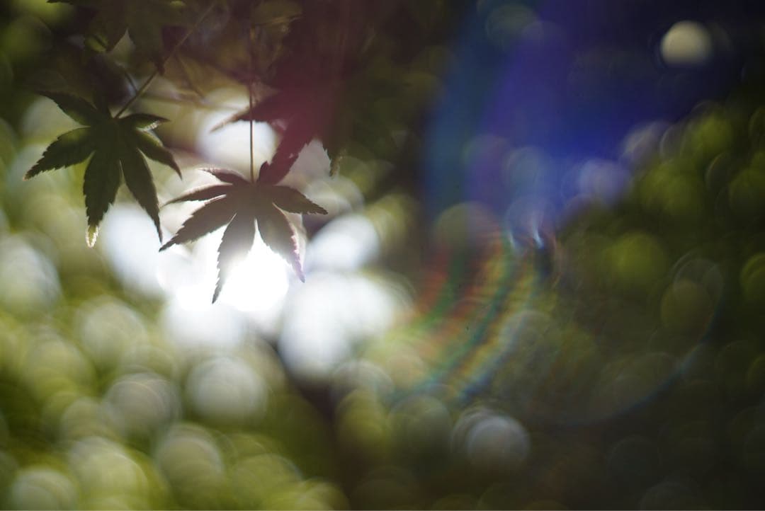 【美フレア光学美品】PENTAX Super Takumar 55mm f1.8