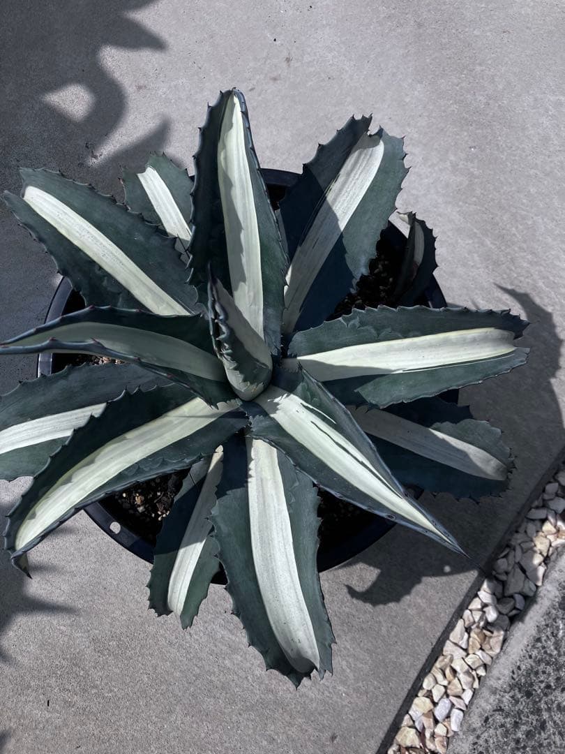 F*u様 【‼︎大株‼︎】アガベ　アメリカーナ　華厳　メディオピクタ　アルバ