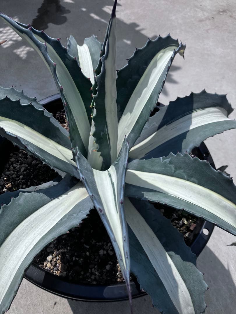 F*u様 【‼︎大株‼︎】アガベ　アメリカーナ　華厳　メディオピクタ　アルバ