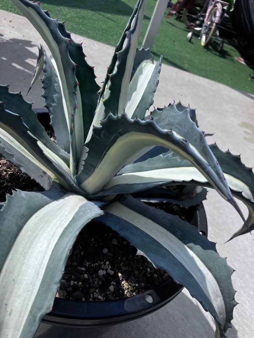 F*u様 【‼︎大株‼︎】アガベ　アメリカーナ　華厳　メディオピクタ　アルバ