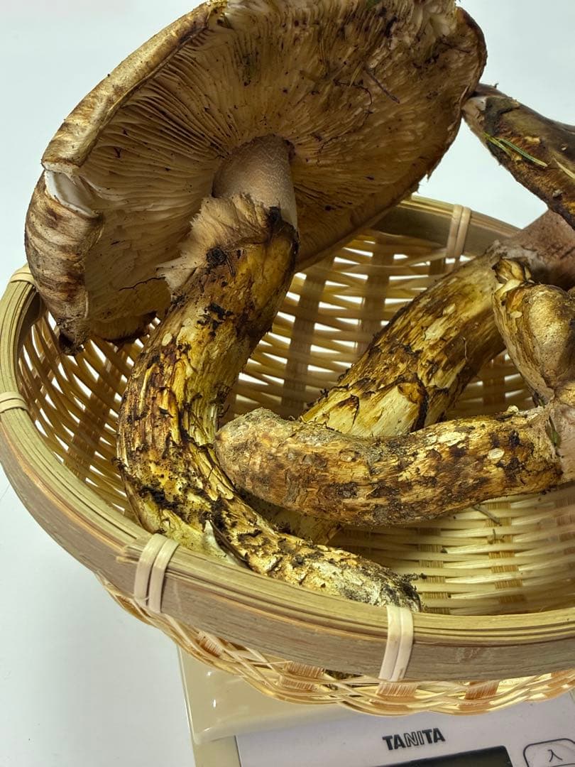 天然国産 北海道 松茸 358g