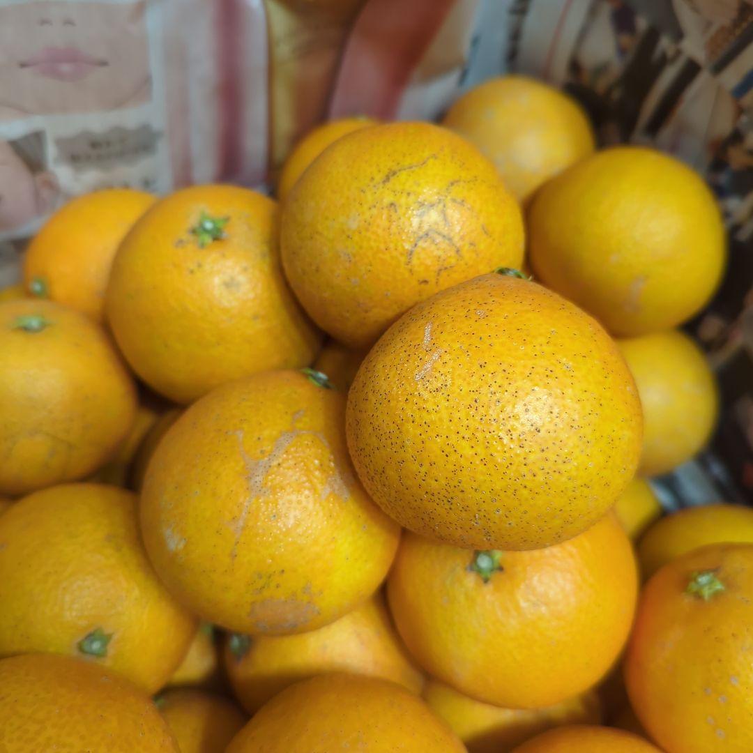 351愛果 まどんな 家庭用小玉 10kg