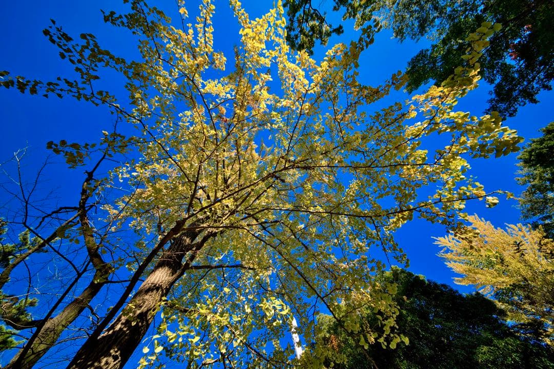 7Artisans 9mm F5.6 単焦点レンズ RF マウントフルサイズ対応