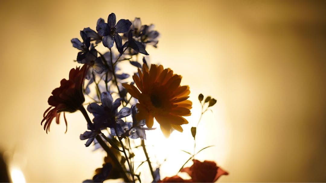 分解清掃 Planar f1.4 50 contax c/y