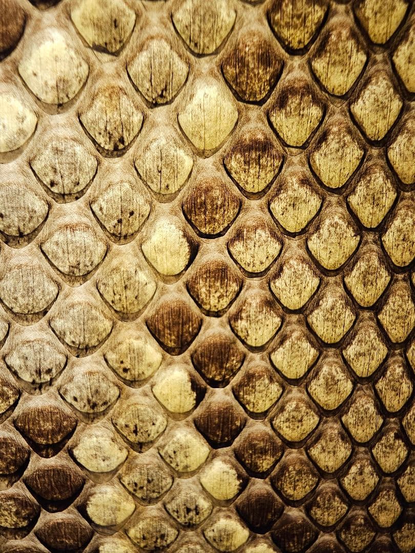 沖縄 三線　蛇皮 ソフトケース、ツメ付き 強化